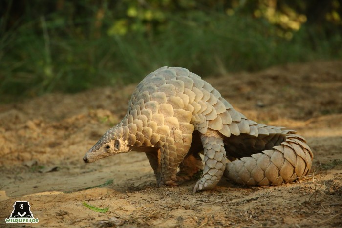 Pangolin is the most poached animal in the world due to a high demand for its scales.