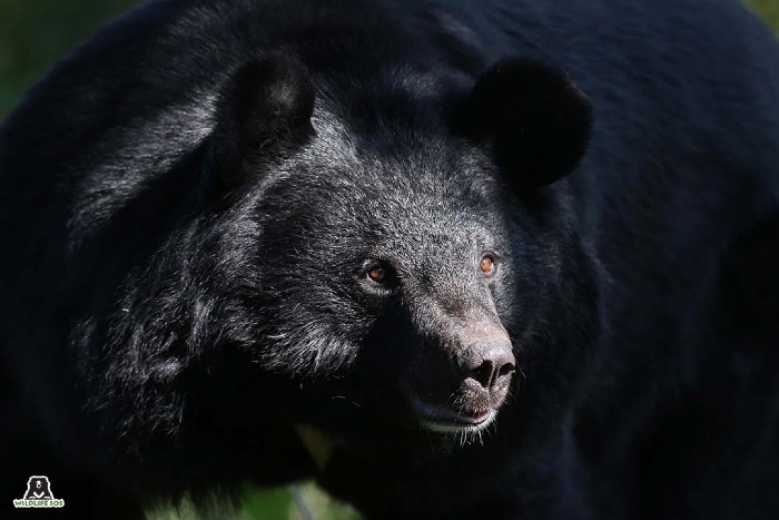 Asiatic black bear