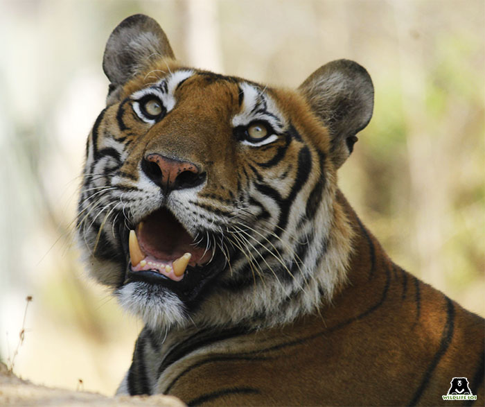 Tiger Body Parts Seized In Tamil Nadu By Wildlife SOS And WCCB - Wildlife  SOS