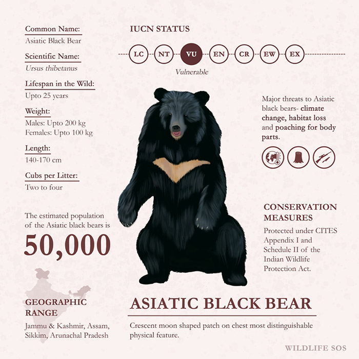 Asiatic Black Bear