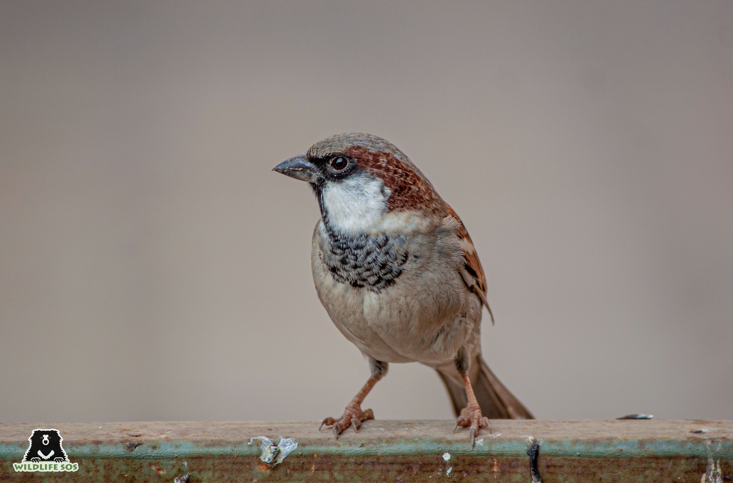 Birds in urban areas can often get dehydrated in the summer due to a lack of natural water bodies. [Photo (c) Wildlife SOS/Akash Dolas]