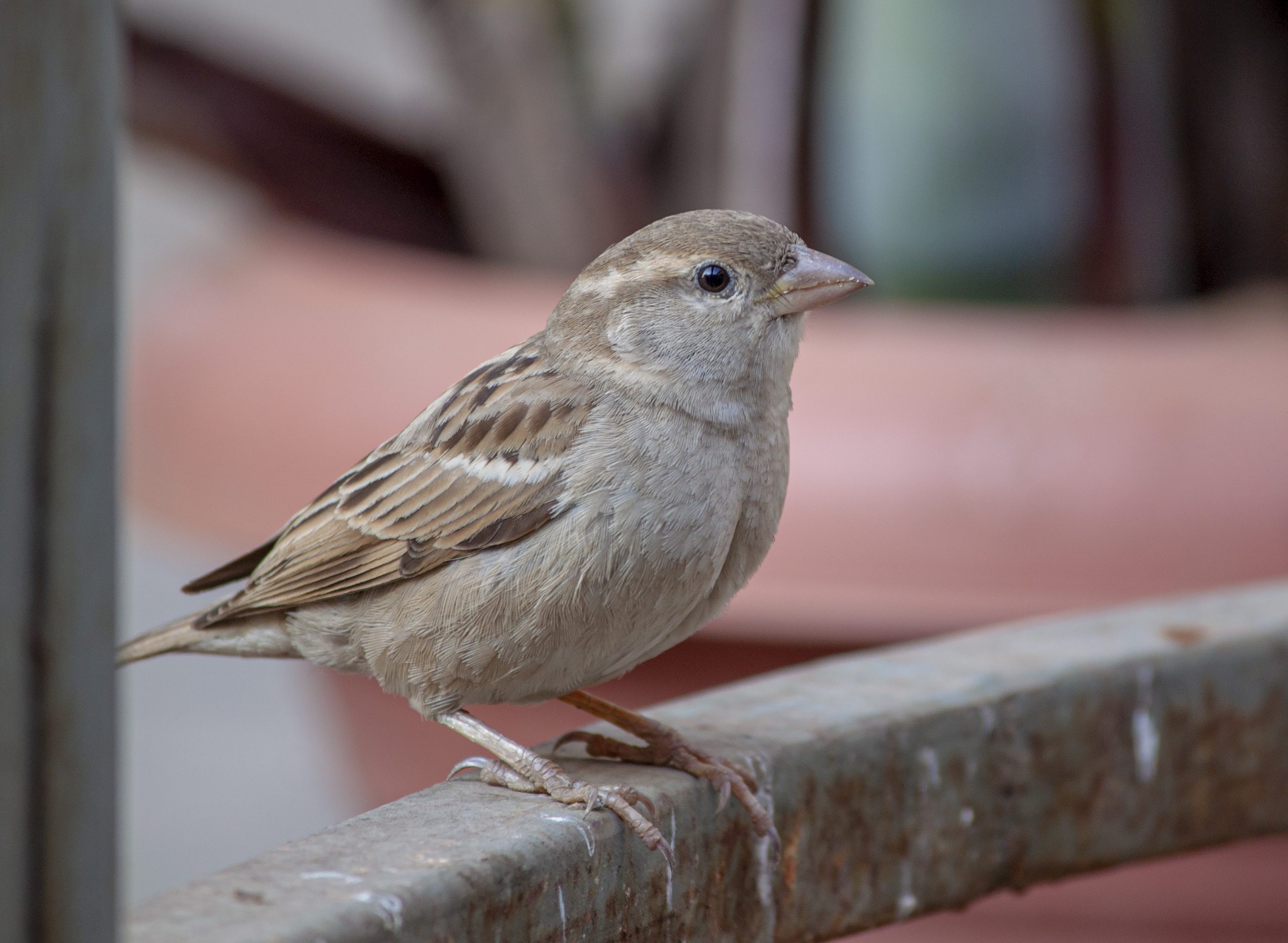 House Sparrow, The Ultimate Urban Dweller - Wildlife SOS