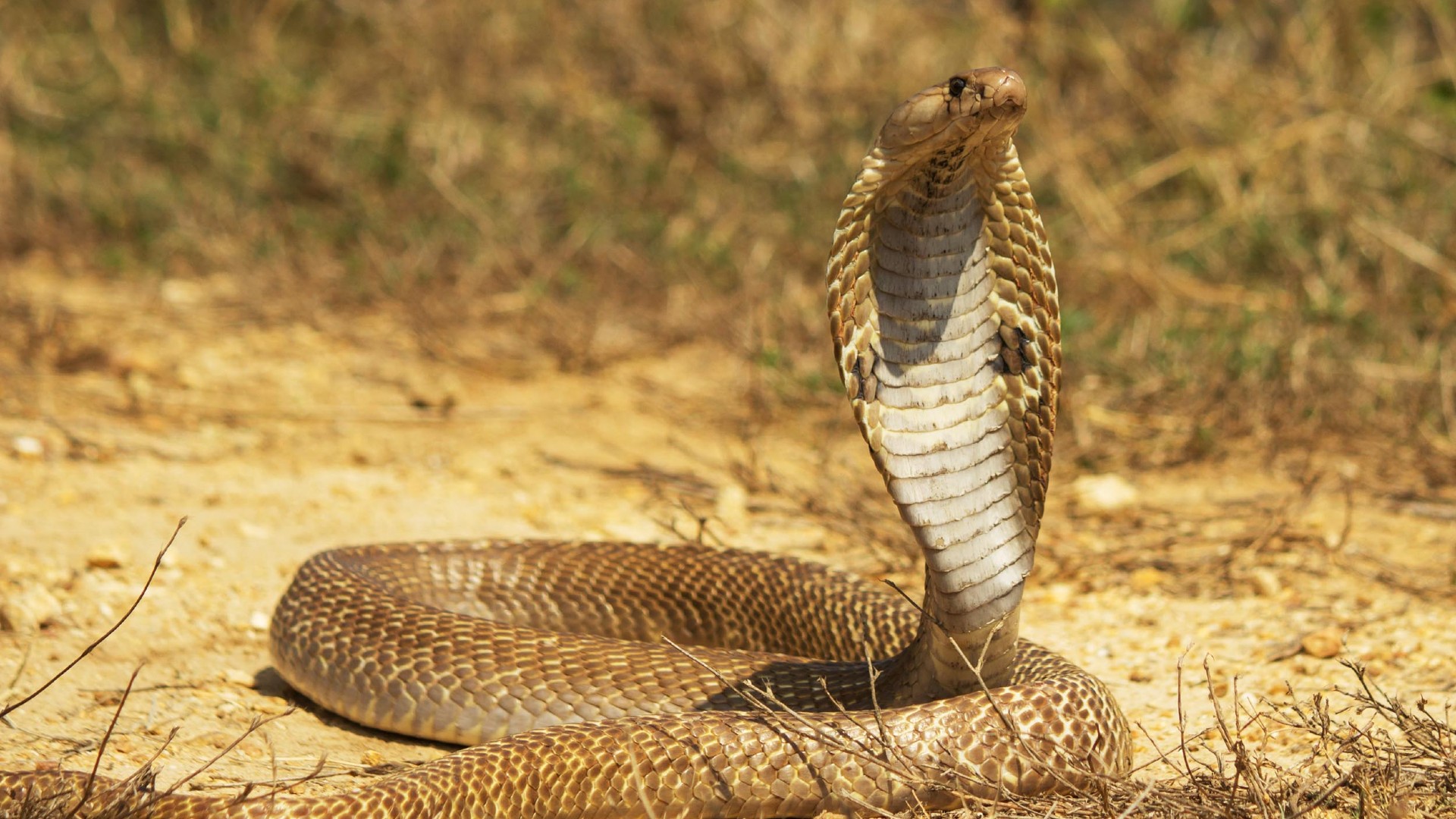 Cobra Snake Facts, Cobra Snake Information