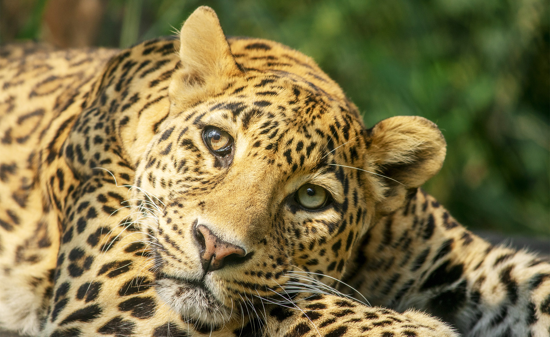 In Memoriam – Lali, The Leopard With The Striking Red Eyes - Wildlife SOS