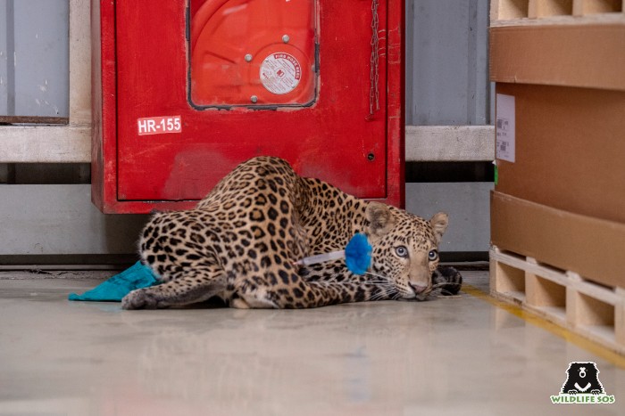 Leopard rescued from Mercedes-Benz factory