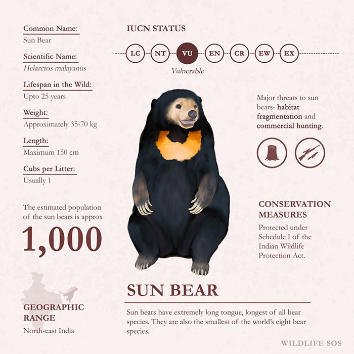 Get To Know Your Indian Bears! Wildlife SOS