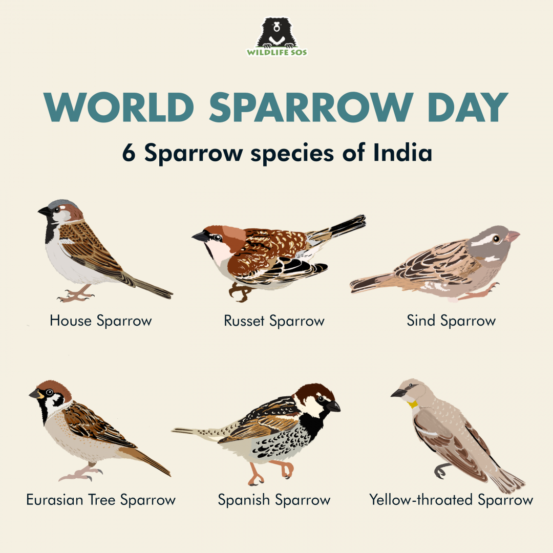 Sparrows Of India 1080x1080 