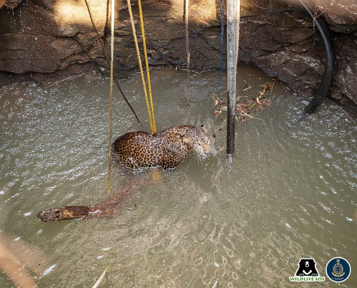 A leopard fell and got trapped inside a 50-ft deep well in Otur, Maharashtra 