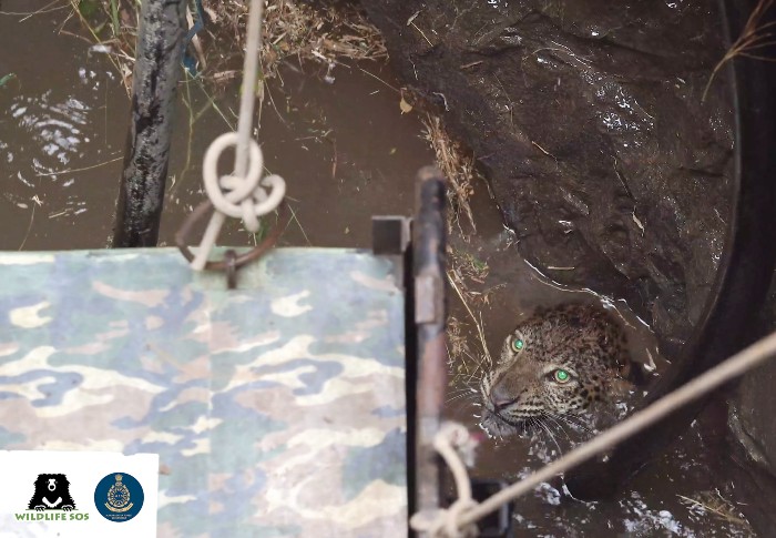 The drowning leopard was rescued and needed to be kept under medical observation 