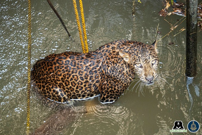 The leopard climbed onto the log for support while the rescue team lowered a trap cage