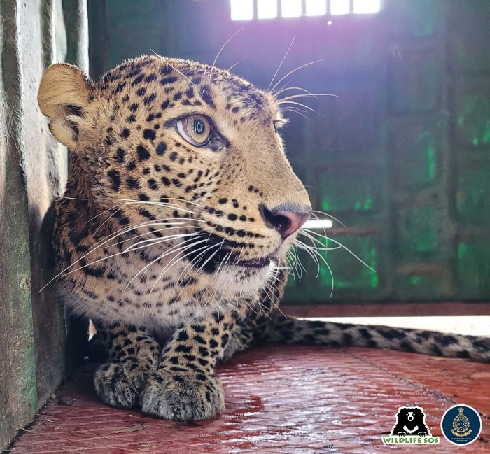 She was transported from Otur to Manikdoh Leopard Rescue Centre for observation