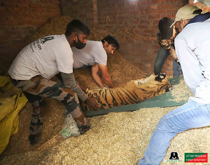 The Wildlife SOS rescue unit is suddenly and frequently called to rescue wild animals.