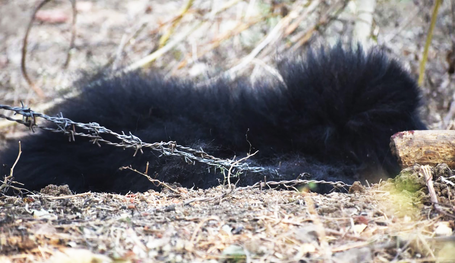 Bear Cub Rescued From The Menacing Grasp Of Barbed Wires - Wildlife SOS