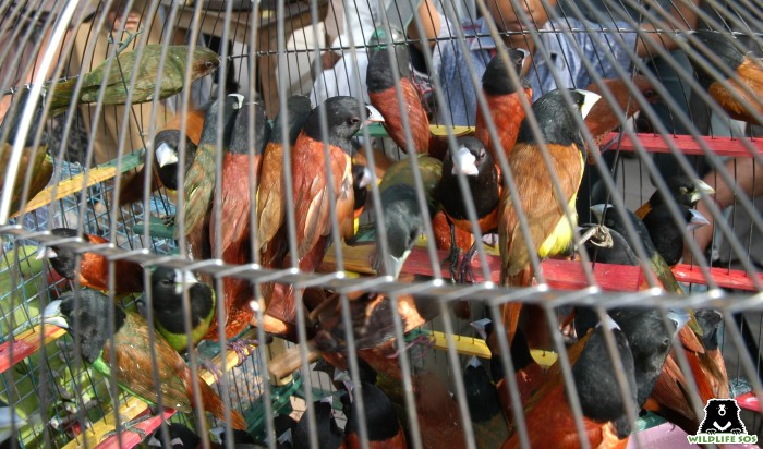 Animals raised to be used in fashion products are kept in small, cramped cages. 