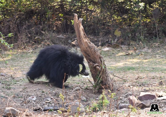 sloth bear rescue van vihar national park