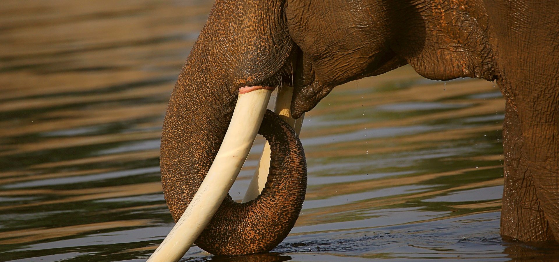 elephant river bathing summer management