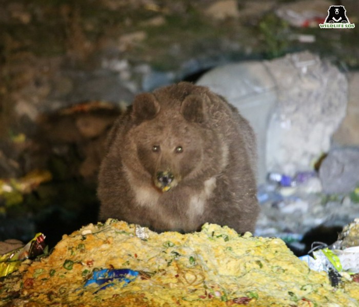 The study of Himalayan Brown Bears revealed obesity in various bears that scavenged for food near dumping grounds.