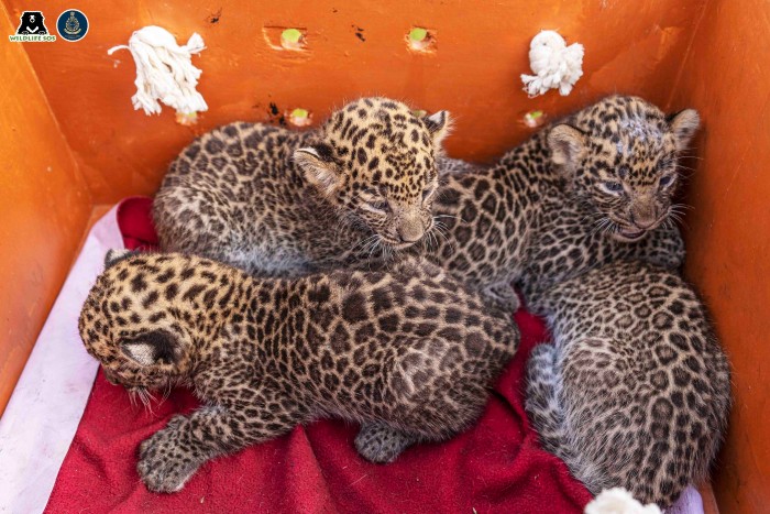 Vigilant villagers at Kabadwadi chanced upon four leopard cubs in a sugarcane field