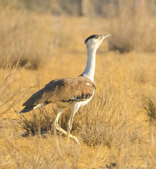 endangered bustard