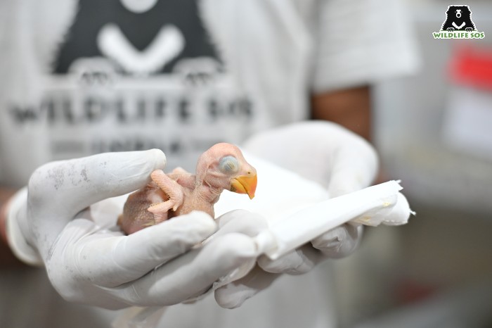 A hatchling usually lacks feathers. [Photo (c) Wildlife SOS/Suryoday Singh Mann]