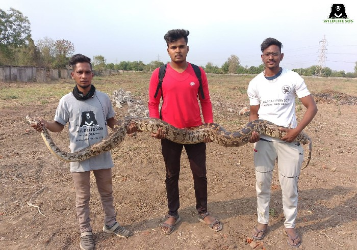 The Vadodara team rescued a gigantic Indian Rock Python 