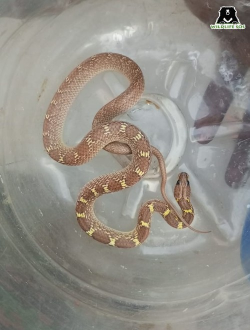 This Indian Wolf Snake was among the 36 mammals, 15 birds and 23 reptiles rescued in March 2022