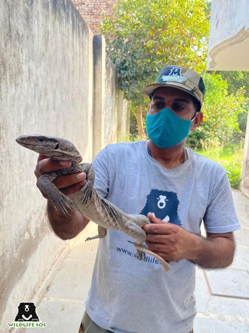 March 2022 has seen the rescue of various reptiles such as the monitor lizard