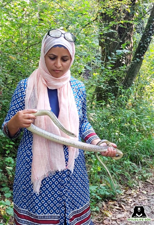 Aaliya Mir rescues an Indian Rat Snake [Photo (c) Wildlife SOS]