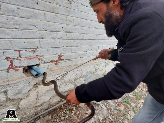 Yaseen from the J&K team rescues an Indian Rat Snake from a pipe 