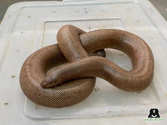 Red Sand Boa rescued from a bus stand in Agra 