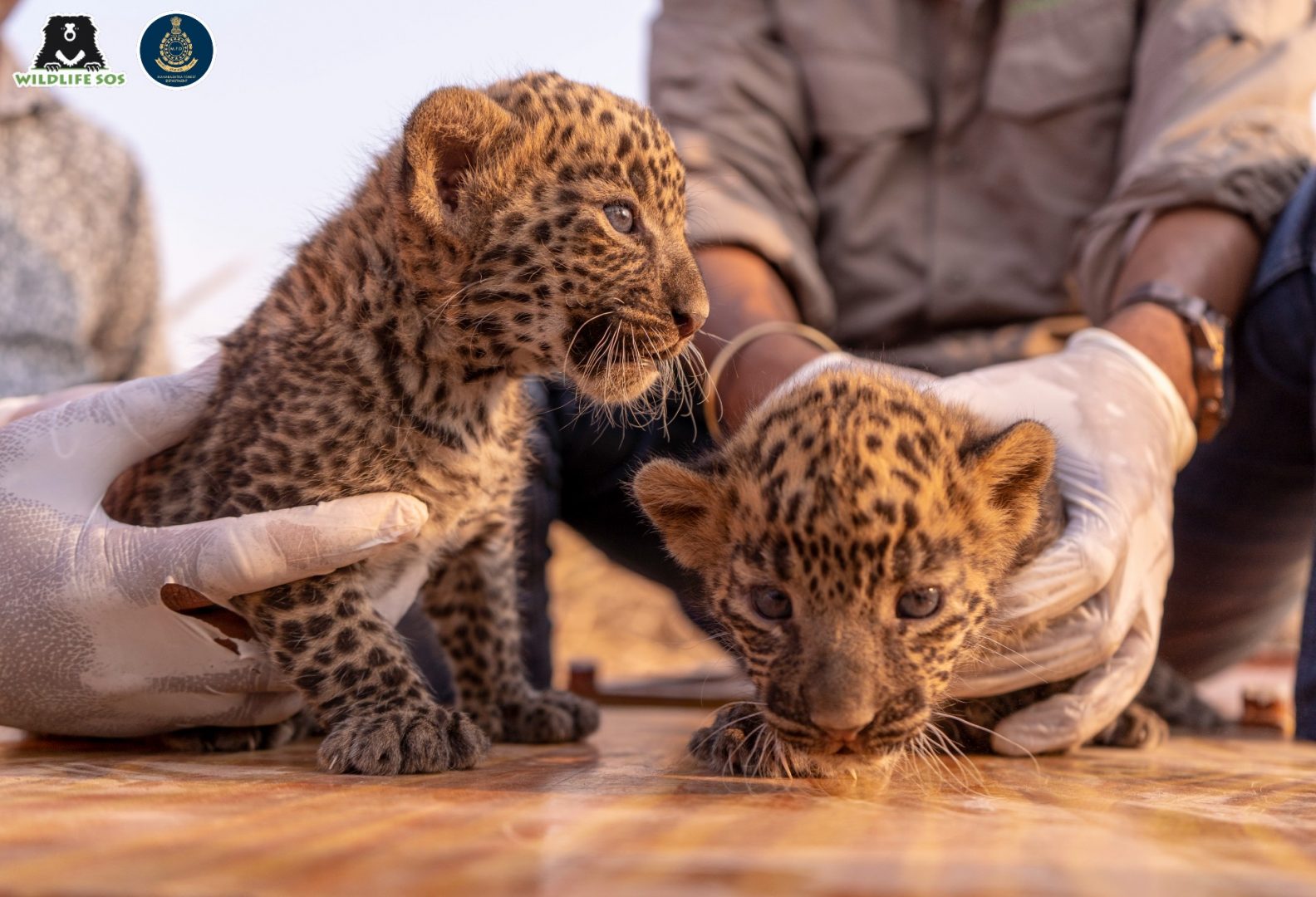 Rescued leopard cubs 