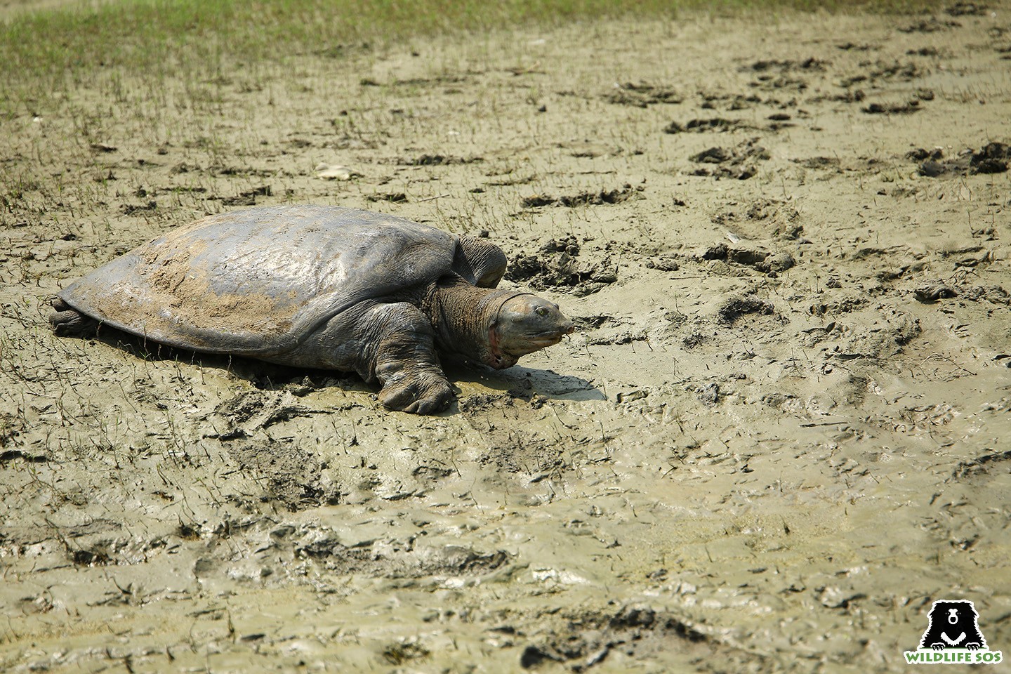 aquatic turtle
