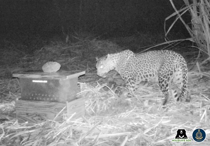 The camera trap footage revealed that the cubs were safely reunited with their mother 
