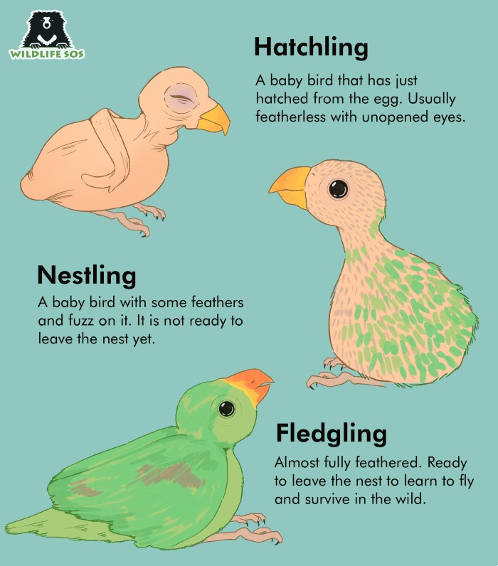 Types of baby birds. 
