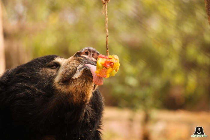 beren die fruit krijgen voor zomerverzorging