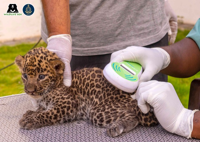 The leopard cubs were examined by Dr. Nikhil Bangar