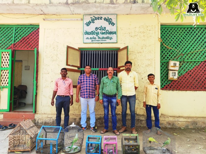 March 2022 was witness to a wildlife raid where 22 parakeets were rescued in Vadodara 