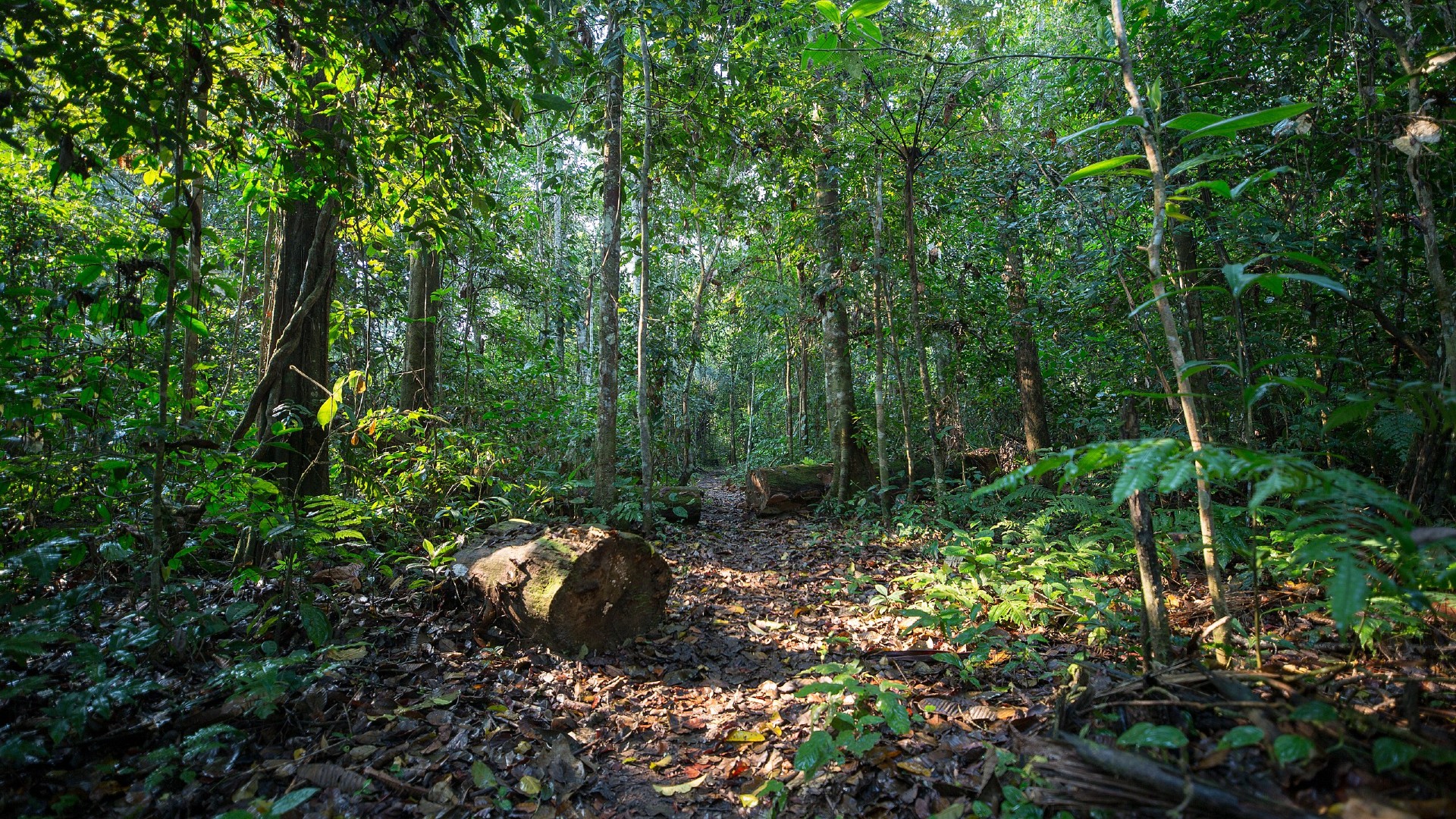 Biodiversity Rainforest