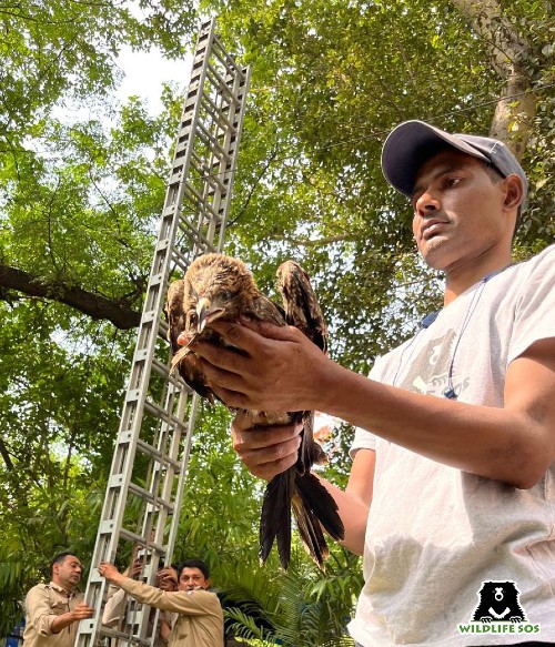 bird caught in kite manja