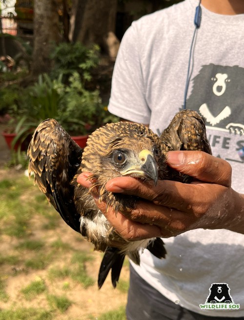 Rescues From The Helpline – April 2022 - Wildlife SOS