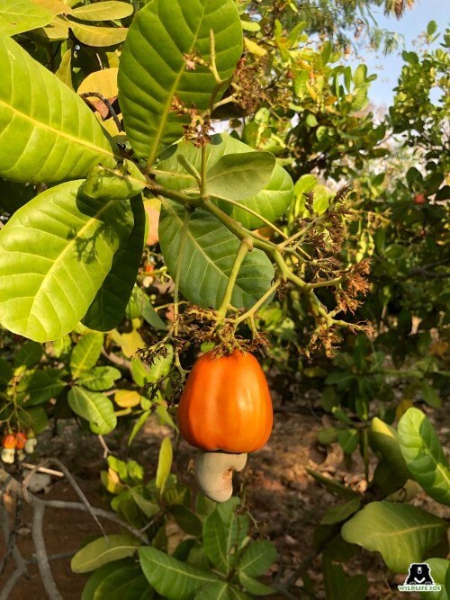 cashew fruit at ramdurga