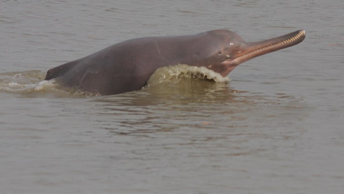 endangered dolphin
