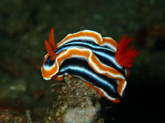 aquatic sea slug