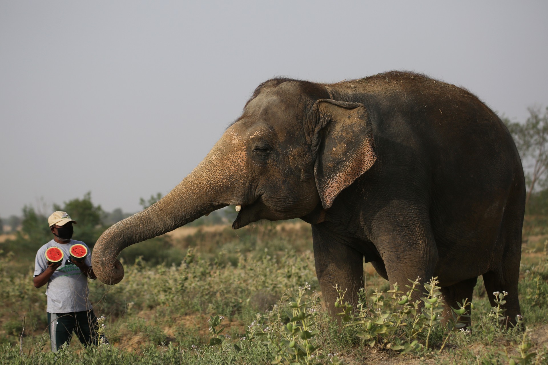 The Elephant Who Loves Fiercely: Rhea, Elephant of the Month - Wildlife SOS