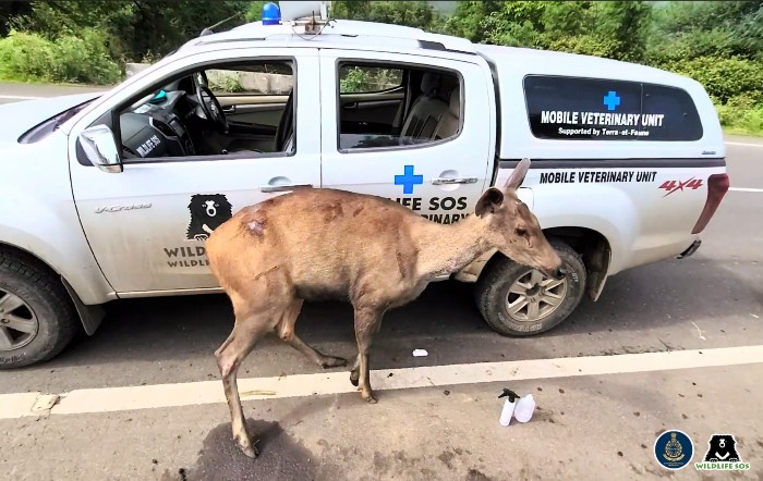 roadkill wildlife mortality