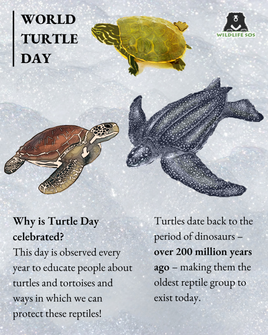 Save the Turtles! Celebrate World Turtle Day