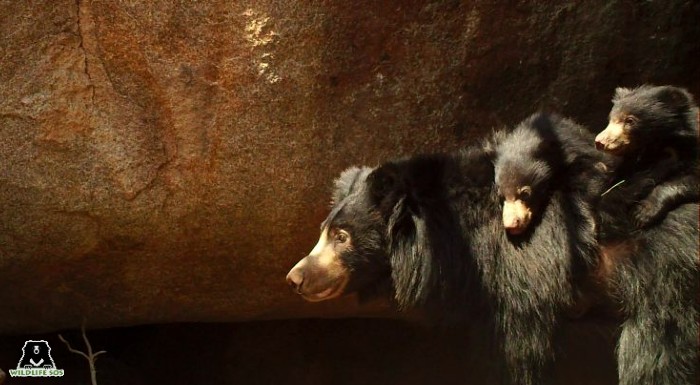 Sloth bear moms carry their young ones on their backs. 