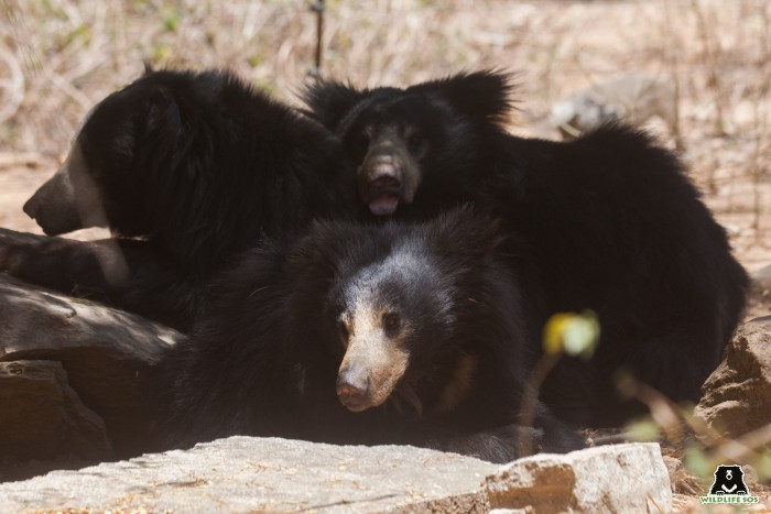 Ankita is the foster mom to two orphaned cubs. 