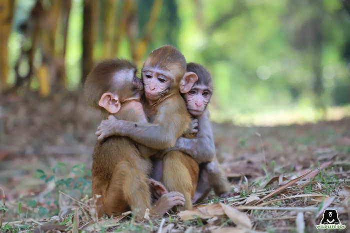 The Wildlife SOS rescued these three orphaned monkeys. 