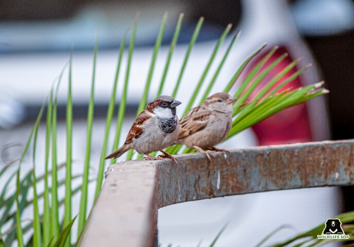 The history of the Great Sparrow Campaign shows how the reduction of even a small sparrow can cause irreversible ecological imbalance 